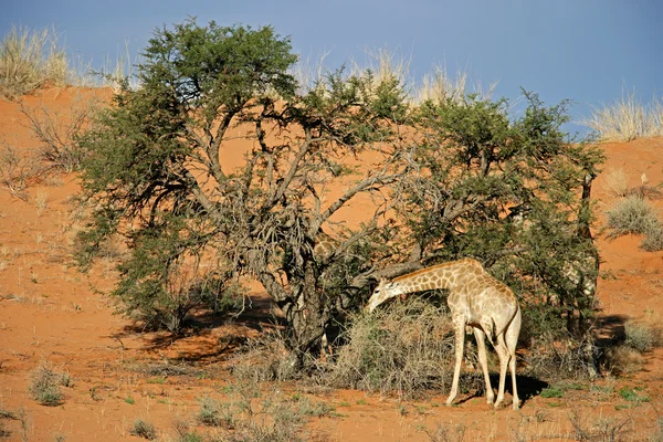 stock image Giraffe and Acacia tree