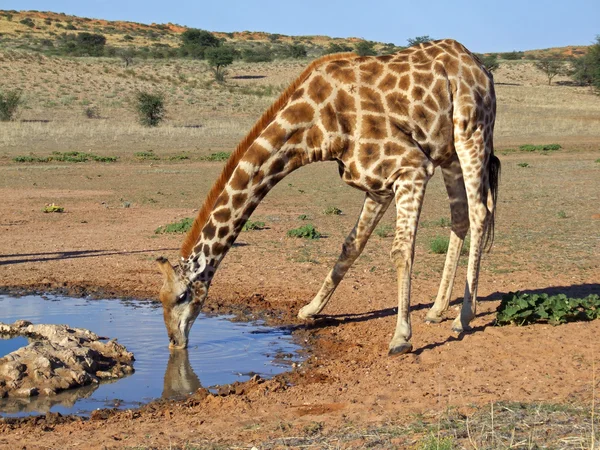 Žirafa pití — Stock fotografie