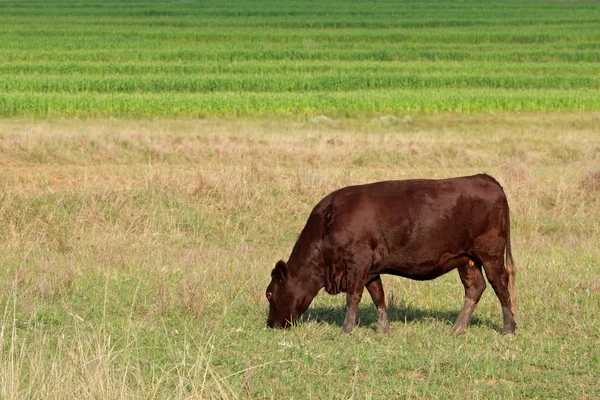 Pasoucí se kráva — Stock fotografie