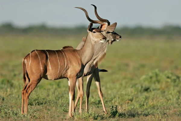 Antílopes Kudu — Foto de Stock