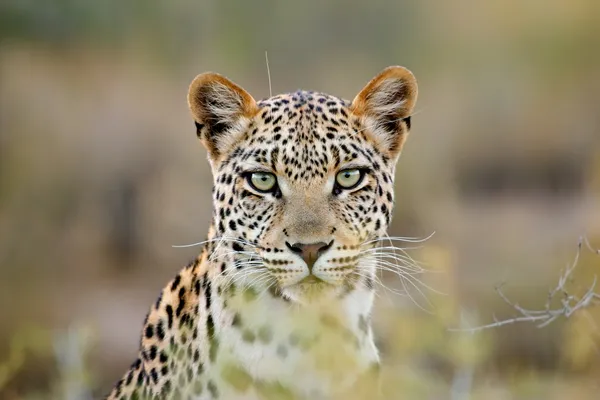 Potret Leopard — Stok Foto