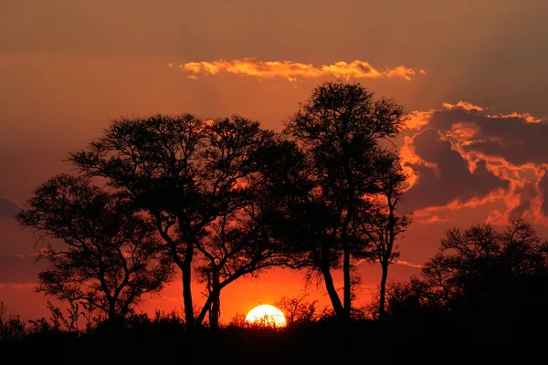 Pôr-do-sol savana — Fotografia de Stock