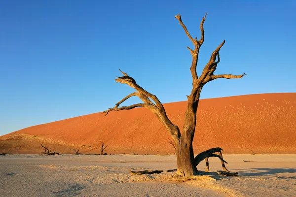 Δέντρο και αμμόλοφος — Φωτογραφία Αρχείου