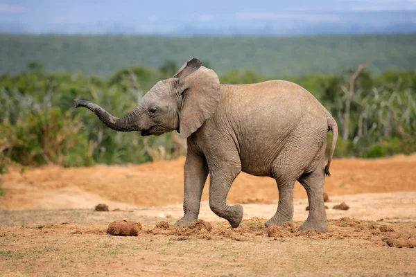 젊은 아프리카 코끼리 — 스톡 사진