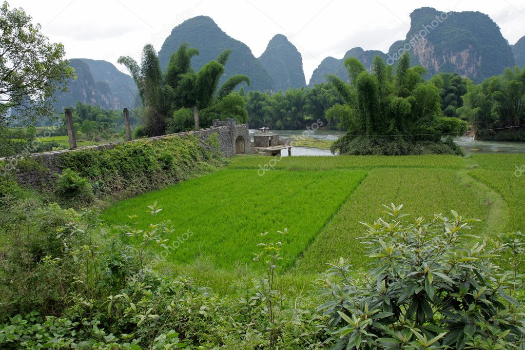 Chinese rice fields