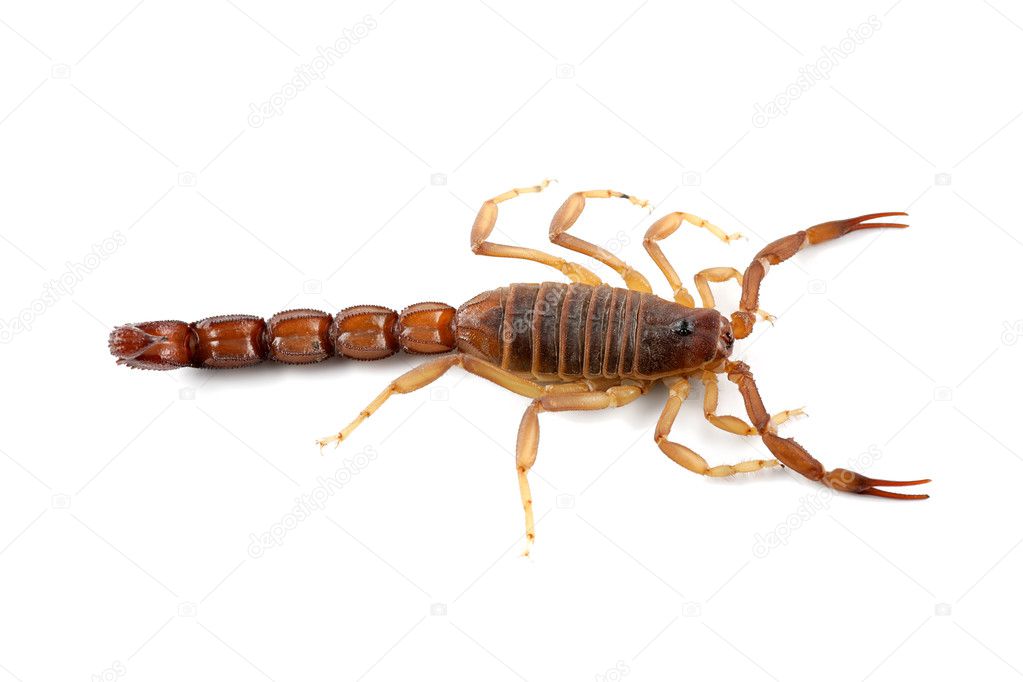 Poisonous scorpion