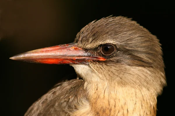 Brown-hooded Kingfisher — Stock Photo, Image
