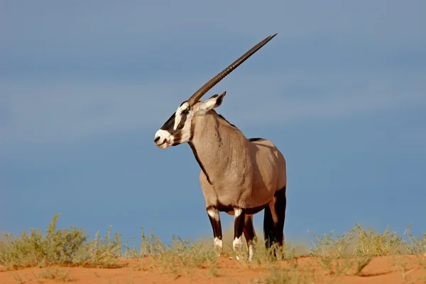 Αντιλόπης gemsbok — Φωτογραφία Αρχείου
