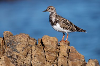 Turnstone