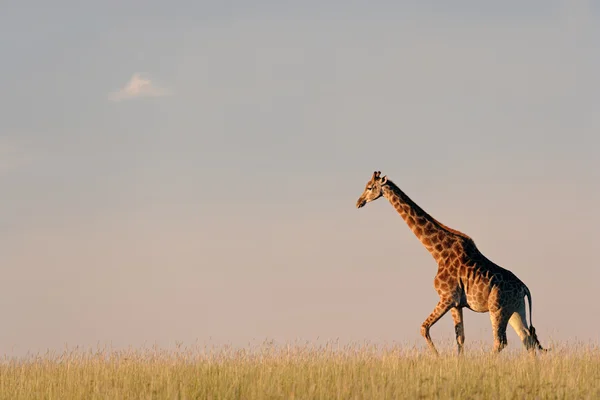 Жираф на африканских равнинах — стоковое фото