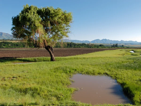 Träd, himlen och gröna betesmark — Stockfoto