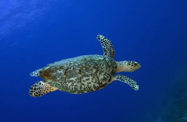 Sea Turtle — Stock Photo, Image