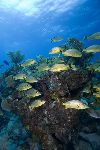 Scolarizzazione dei pesci tropicali Foto Stock