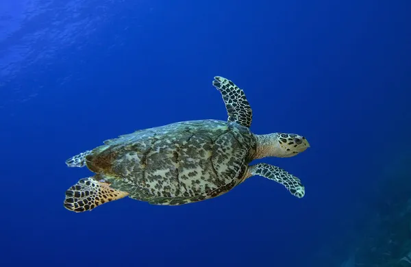 Θαλάσσιας χελώνας Royalty Free Εικόνες Αρχείου