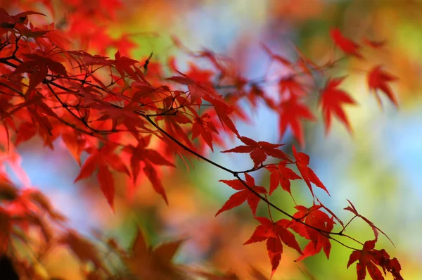 Rouge fond d'érable japonais — Photo