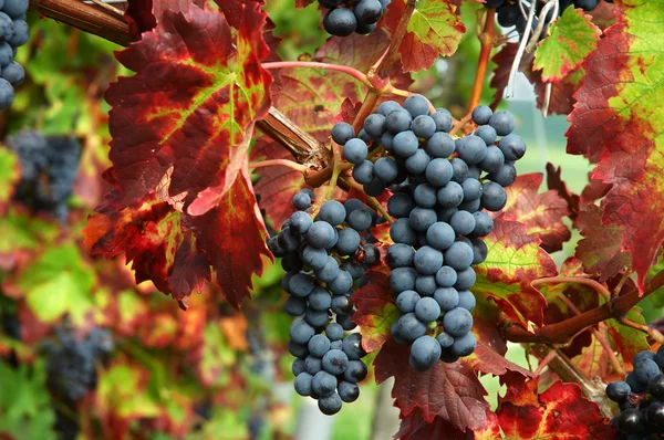 Rode druiven met kleurrijke bladeren — Stockfoto