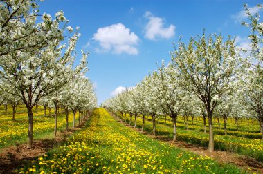 Blossoming cherry trees. Germany clipart