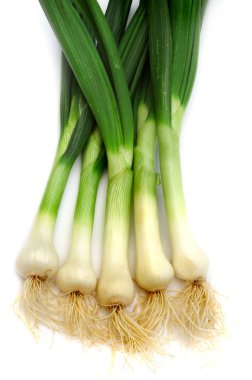 Spring onion clipart