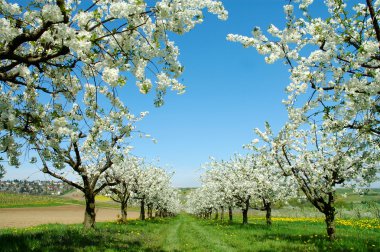 Blossoming cherry trees. Germany clipart