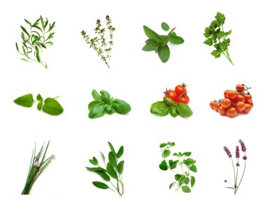 Herb collection clipart