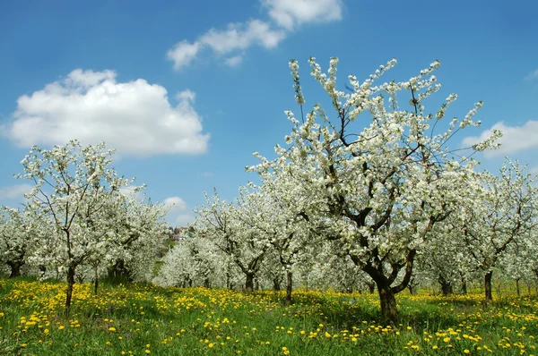 Cerejeiras florescentes. Alemanha — Fotografia de Stock