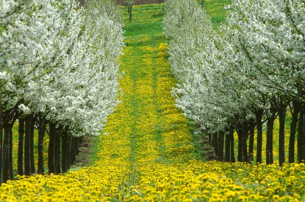 Stromy, kvetoucí třešeň. Německo — Stock fotografie