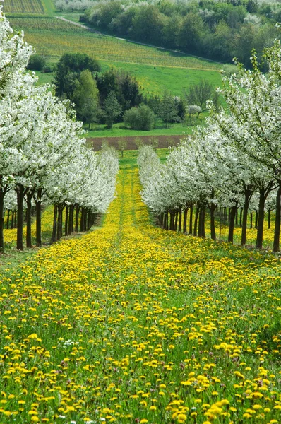 Kwitnąca wiśnia drzew. Niemcy — Zdjęcie stockowe