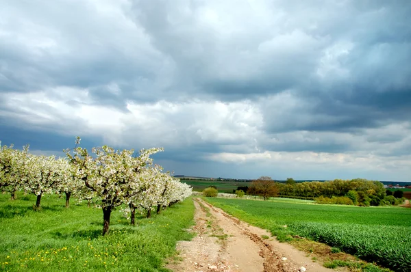Virágzó cseresznye fák. Németország — Stock Fotó