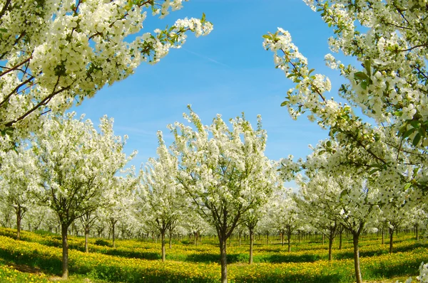 Blommande körsbär träd. Tyskland — Stockfoto