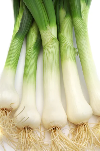 stock image Spring onion