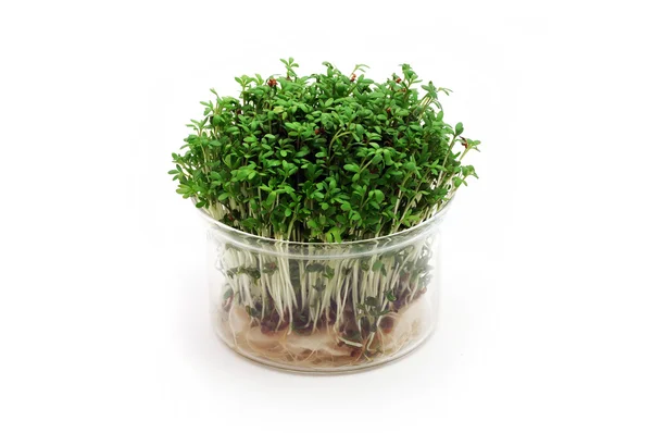 Fresh cress in a glass pot — Stock Photo, Image
