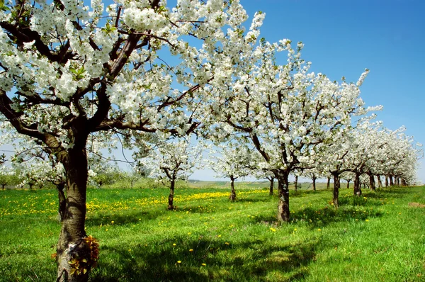 Bloei cherry bomen. Duitsland — Stockfoto