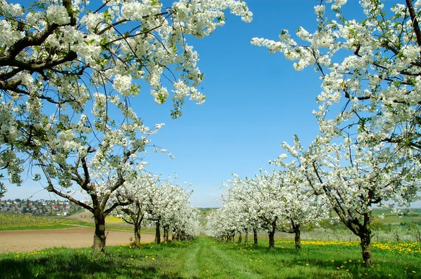 Cerejeiras florescentes. Alemanha — Fotografia de Stock