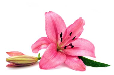 Pink lily clipart