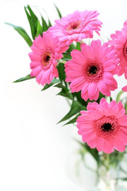 pembe gerber daisies buket