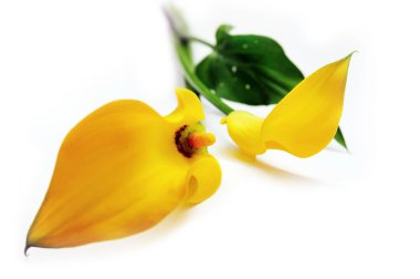 Yellow callas clipart