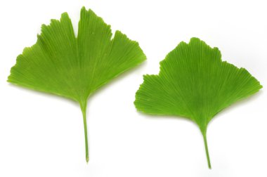 Gingko biloba leaves clipart