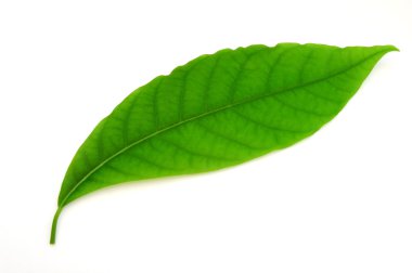 Green leaf clipart