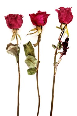 Dried roses clipart