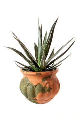 Seramik tencerede houseplant