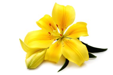 Yellow lily clipart