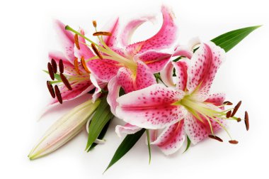 Pink lily clipart