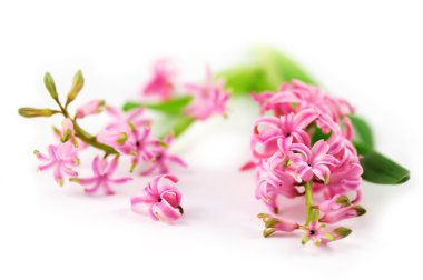 Pink hyacinth clipart