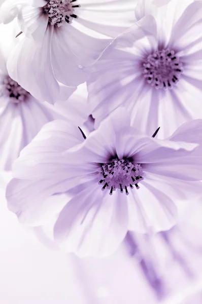 Kozmos çiçekleri. tonlu görüntü — Stok fotoğraf