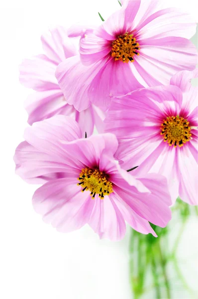 핑크 우주의 꽃들 — 스톡 사진