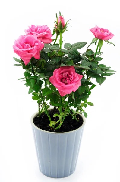 Rosas em vaso cerâmico — Fotografia de Stock