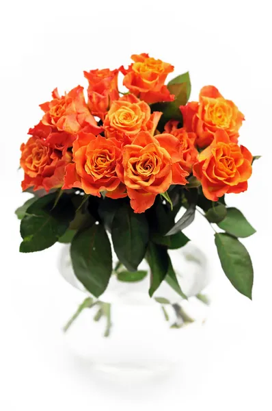 Narancssárga rózsák — Stock Fotó