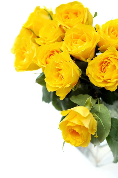 Sárga rózsák — Stock Fotó