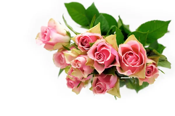 Roze rozen boeket — Stockfoto