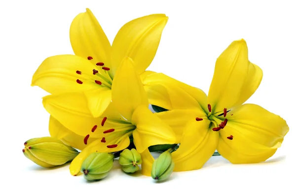 Żółta lilia — Zdjęcie stockowe